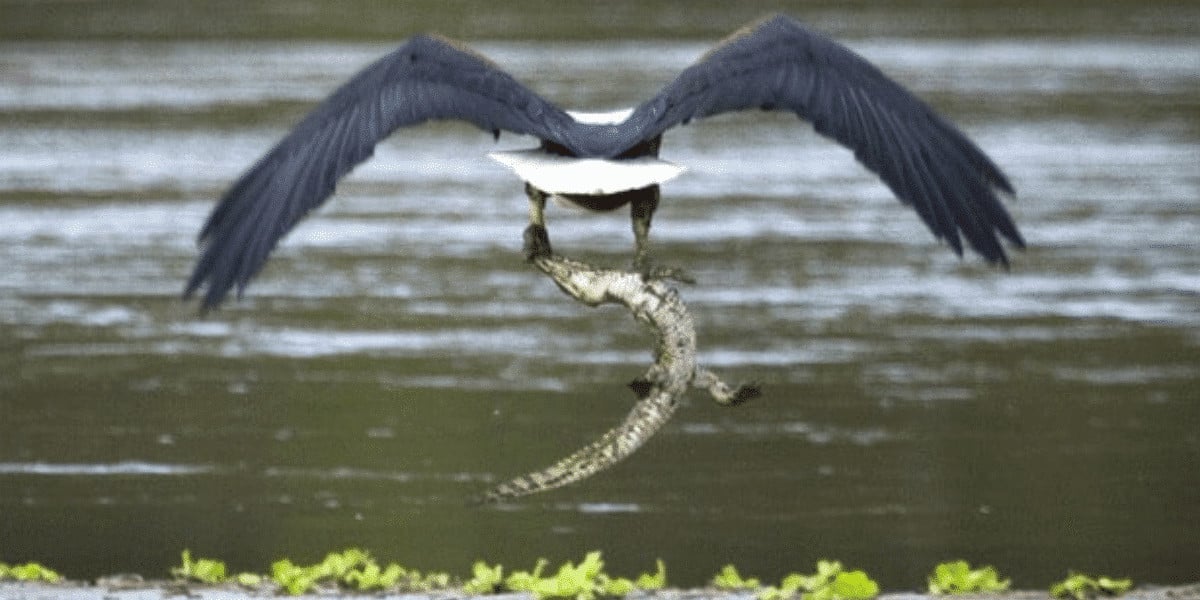 eagle snatches crocodile