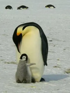 Baby Emperor Penguin Huddled with mom