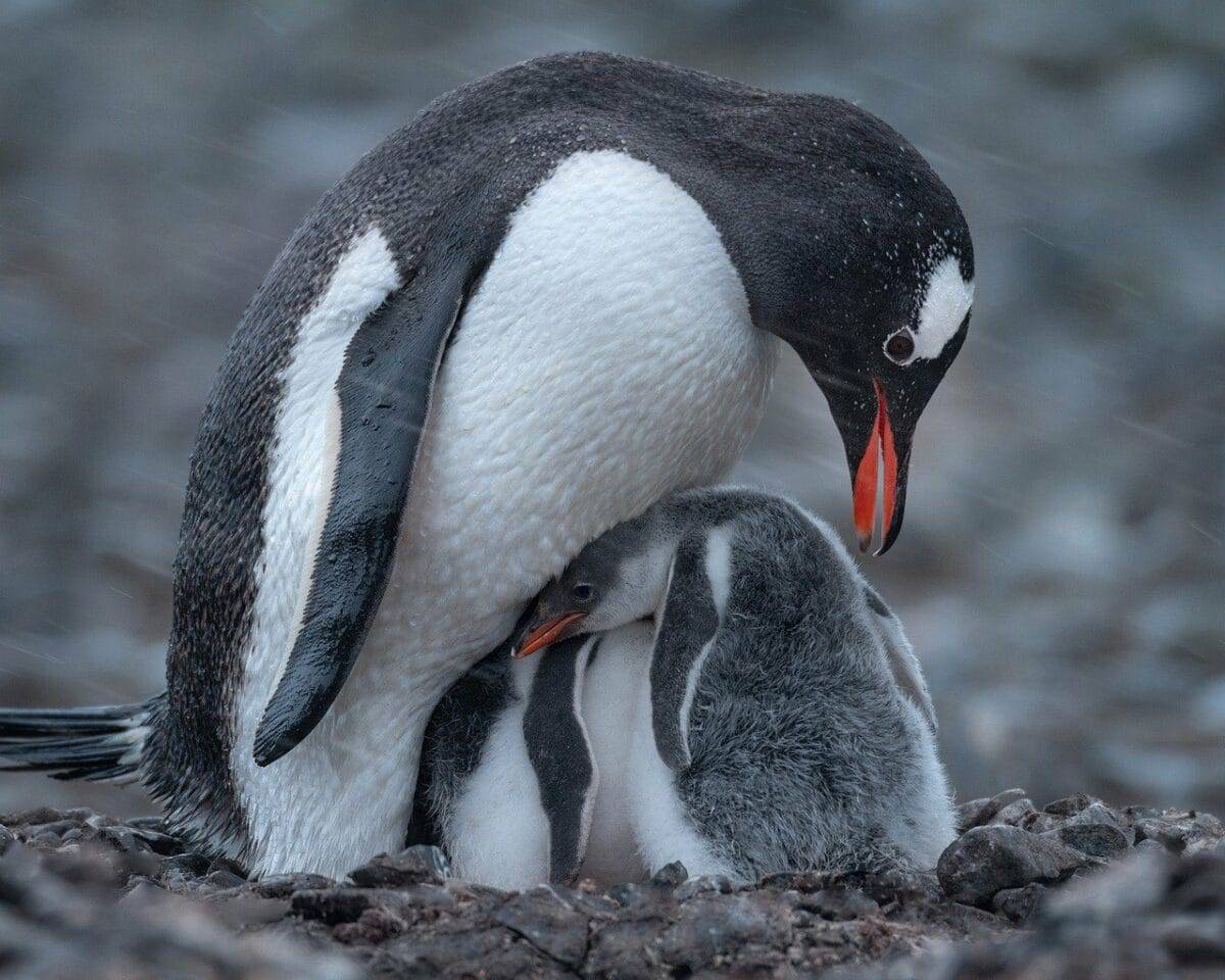 baby penguin 