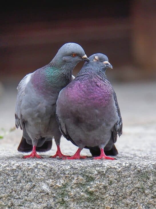 12 Animals That Have Adapted to Urban Environments