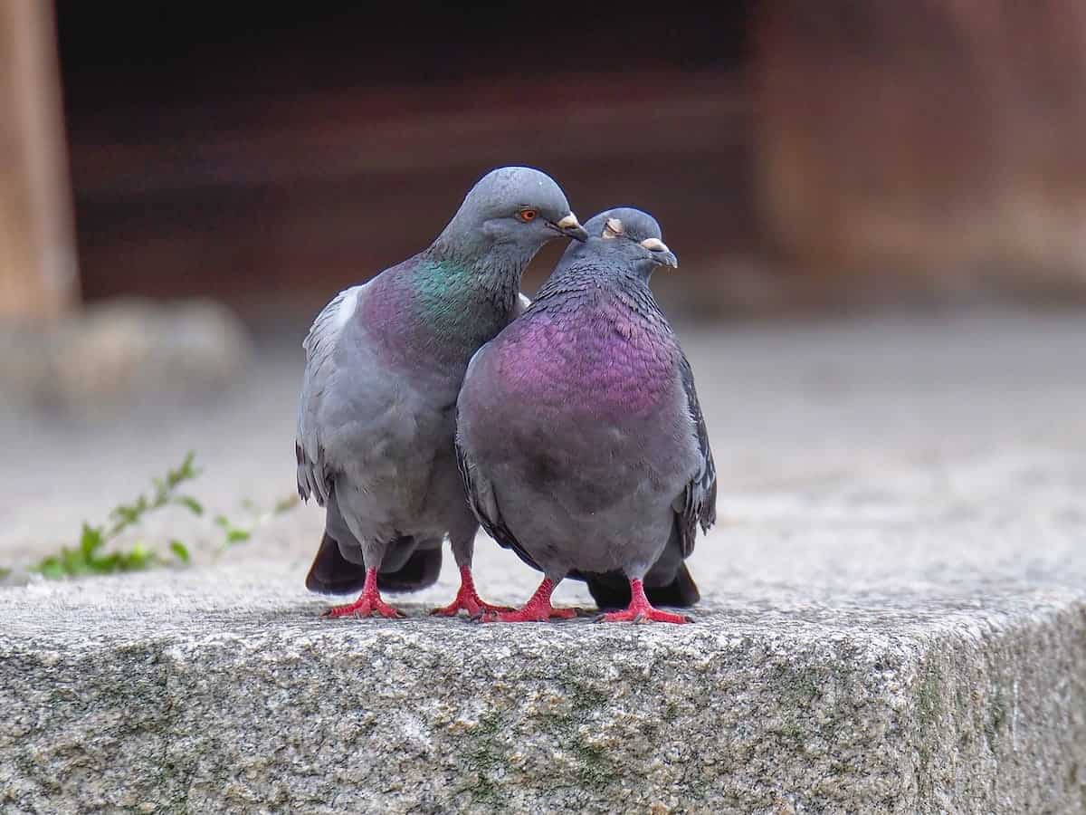 pigeon wears bread