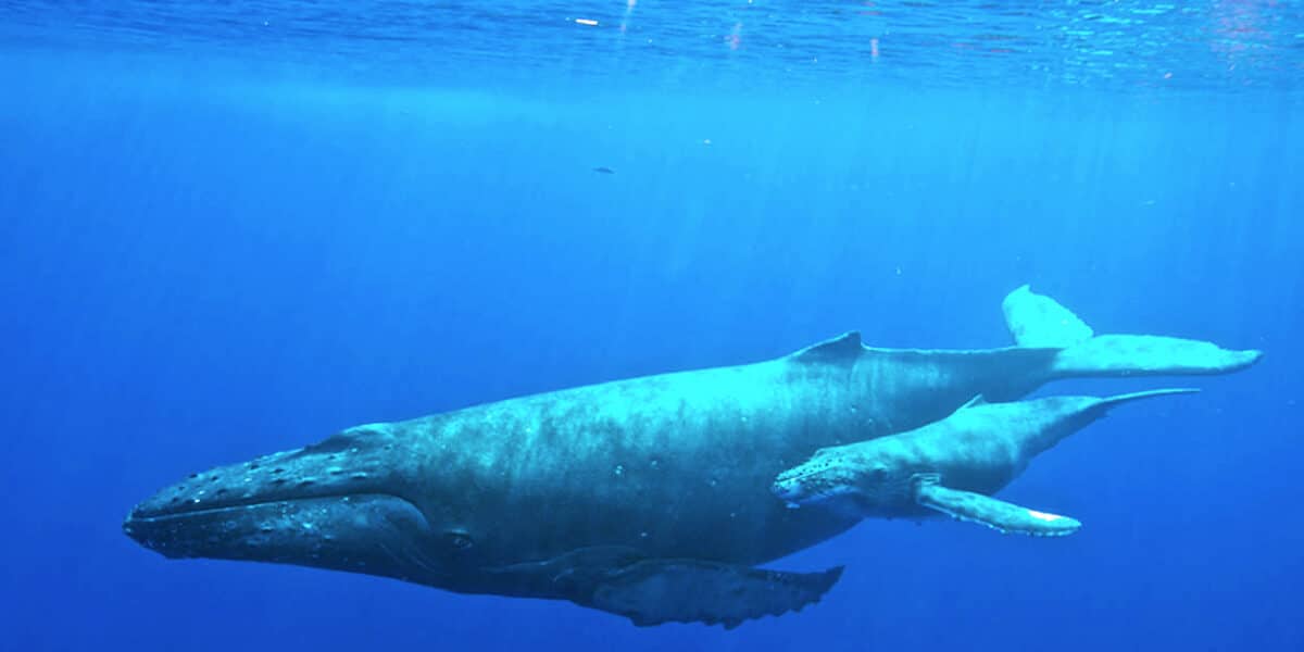 Baby humpback whale with mother