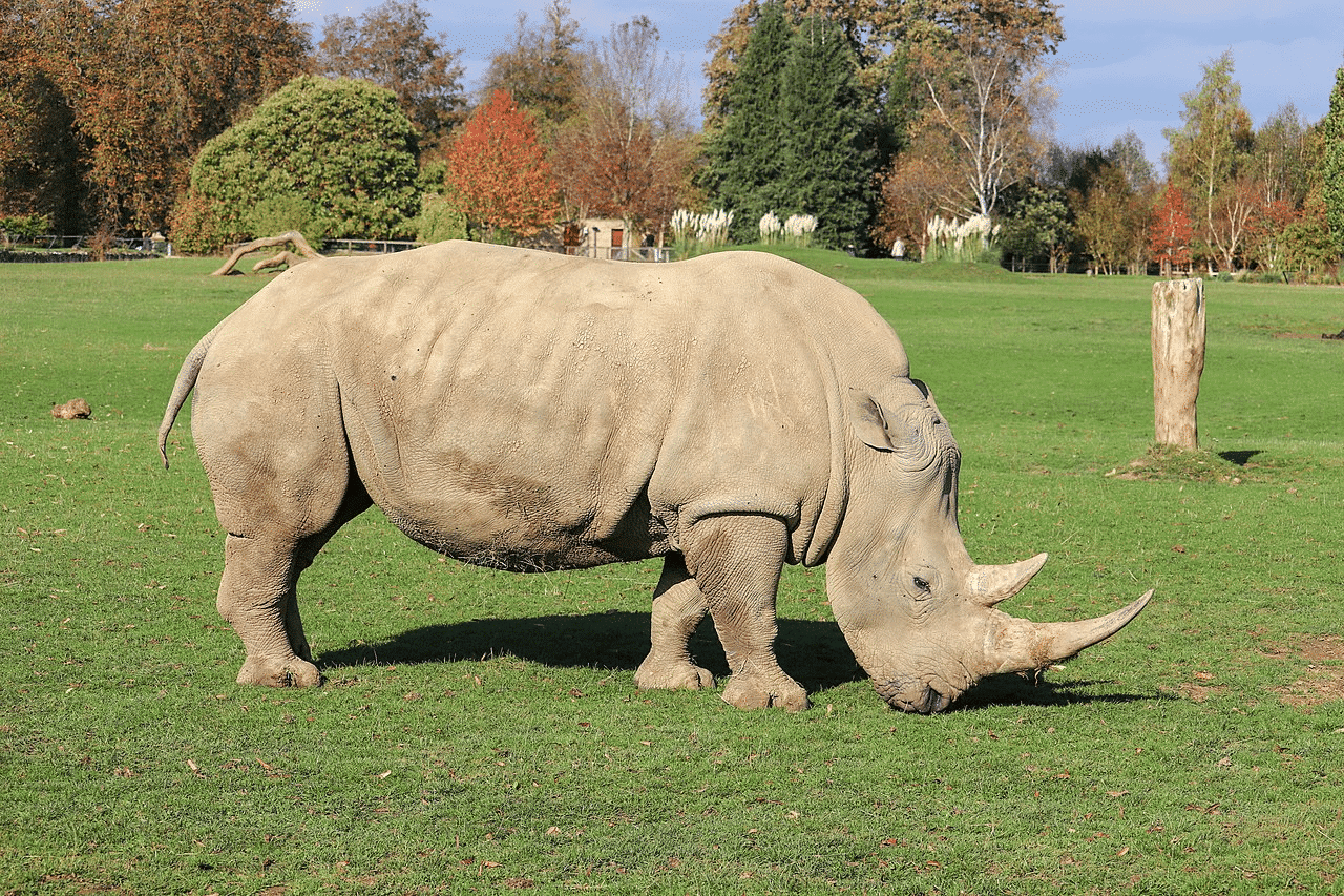 Top 10 Fat Animals