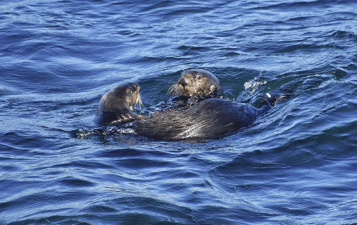 otters strange behaviour