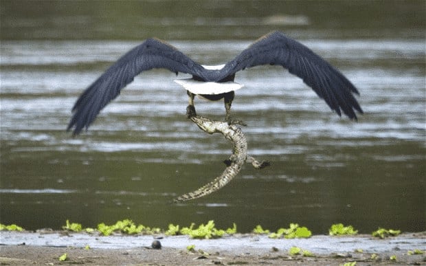 Eagle Snatches Nile Crocodile