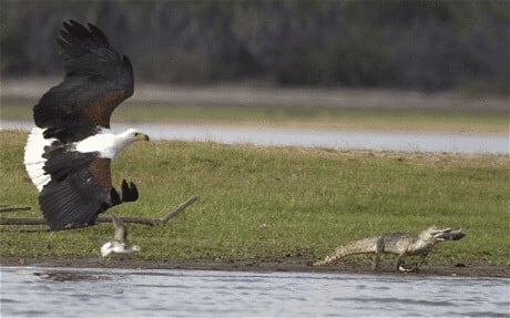Eagle Snatches Nile Crocodile