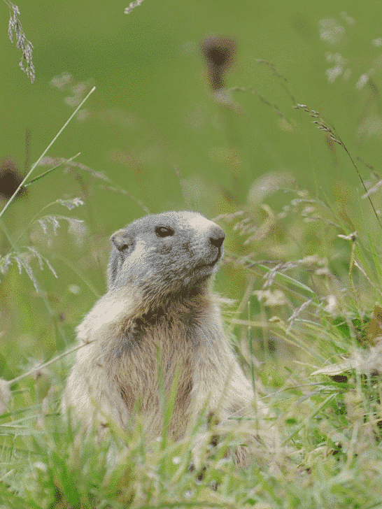 Top 10 Mountainous Animals