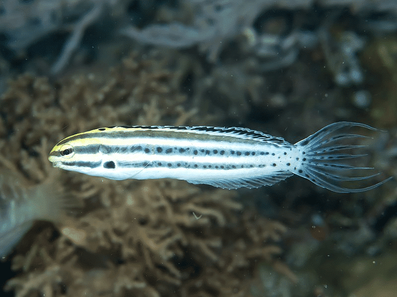 Blue-Striped Fangblenny