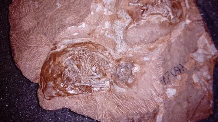 Dinosaur Nesting Site