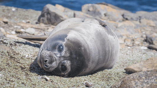 Top 10 Fat Animals