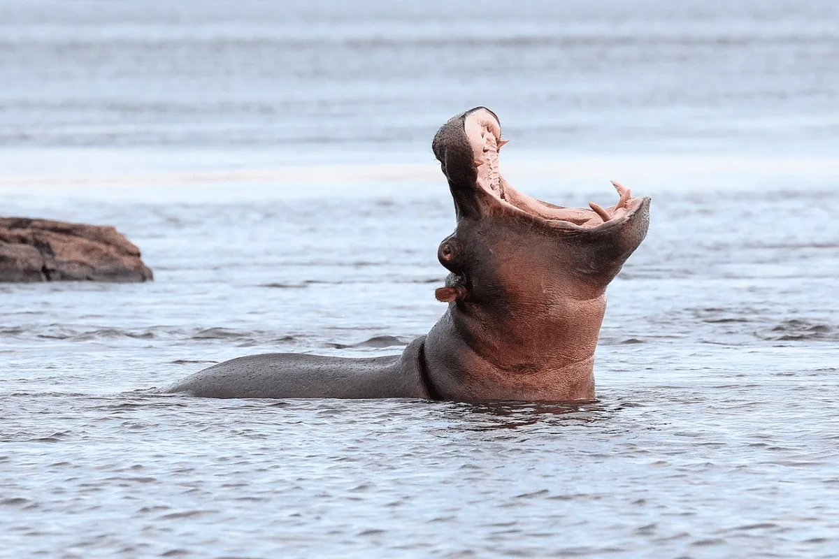 Hippopotamus