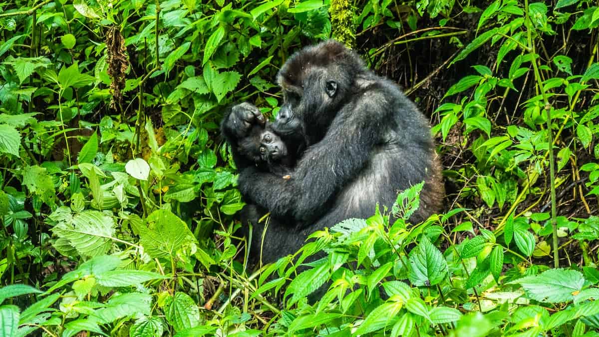Mountain Gorilla Trekking: The Total Guide (2024 Updated)