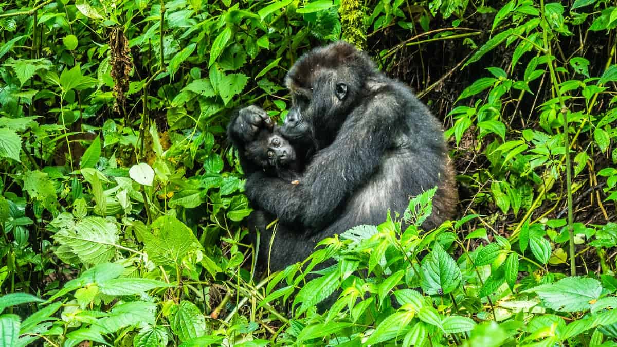 gorilla pets groundhog