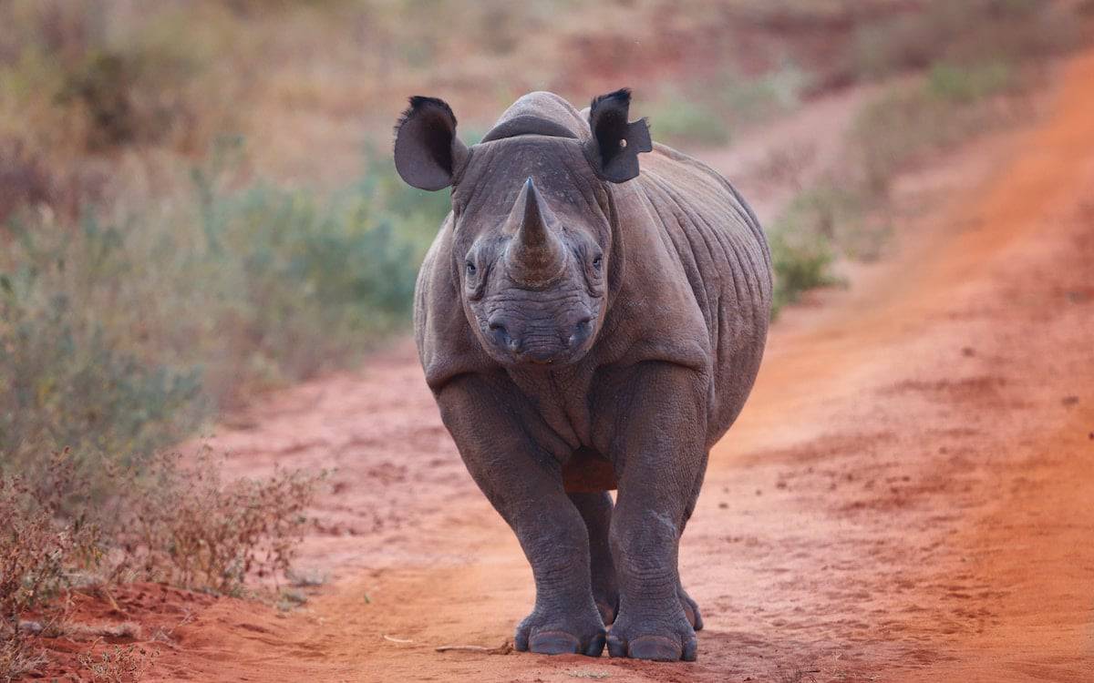 baby rhino protects mum 