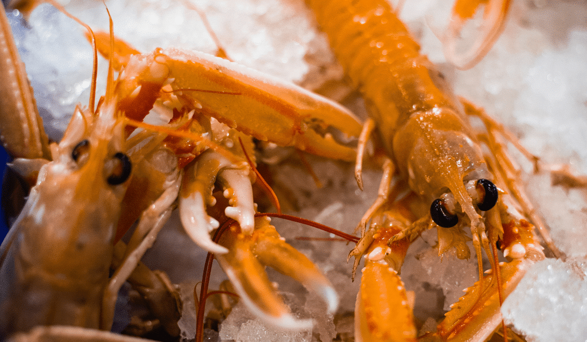lobster larvae on ice