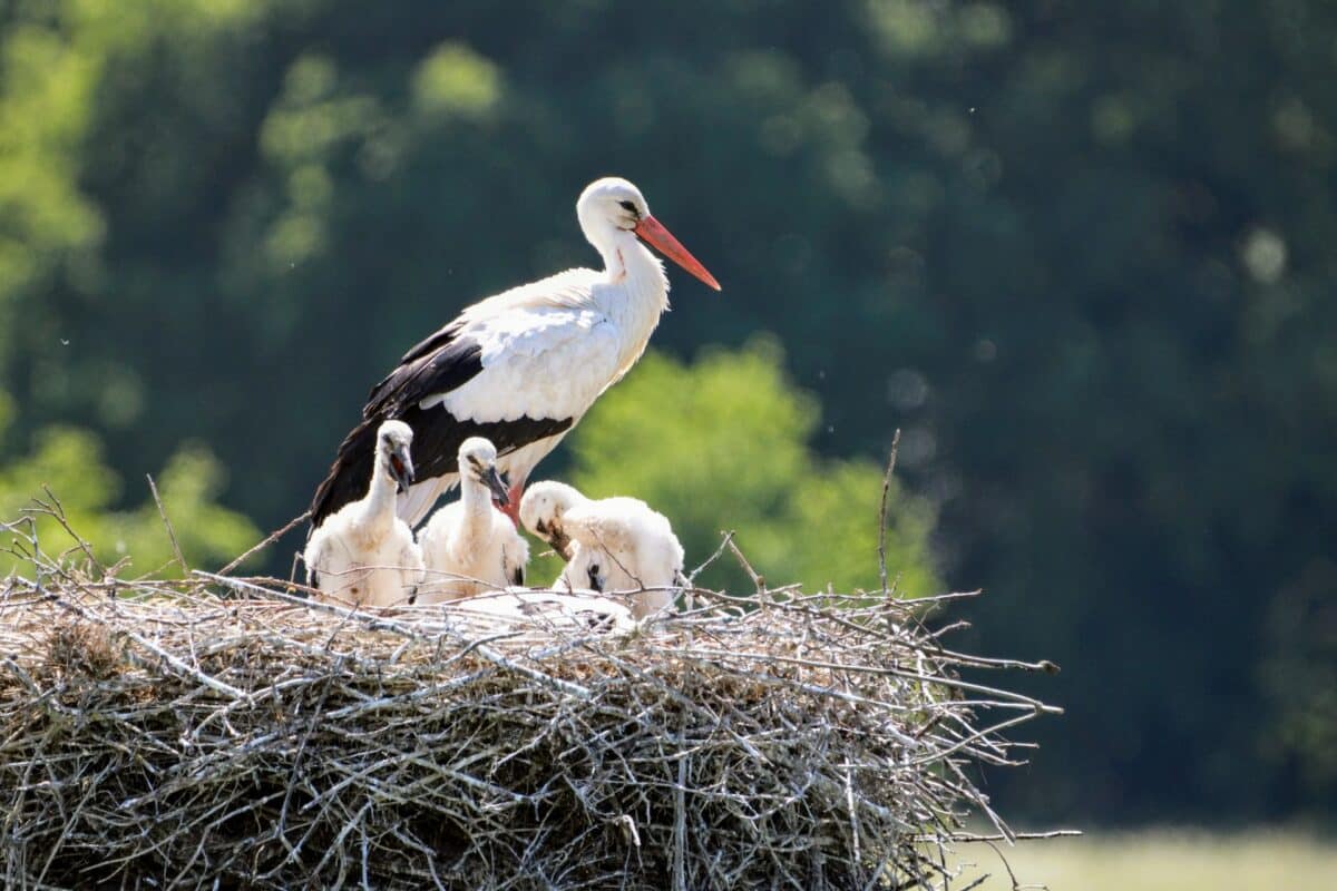 stork with chicks