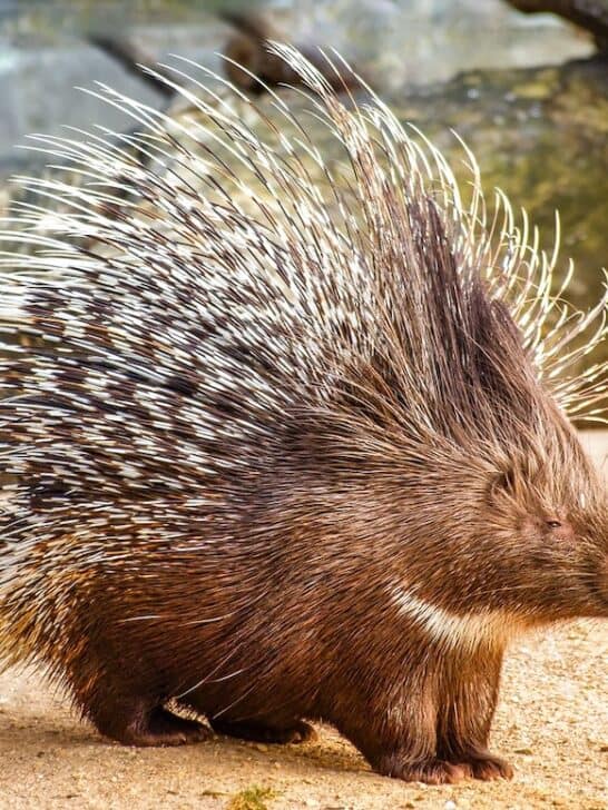 Watch as Porcupines Protect Babies From Leopard Attack