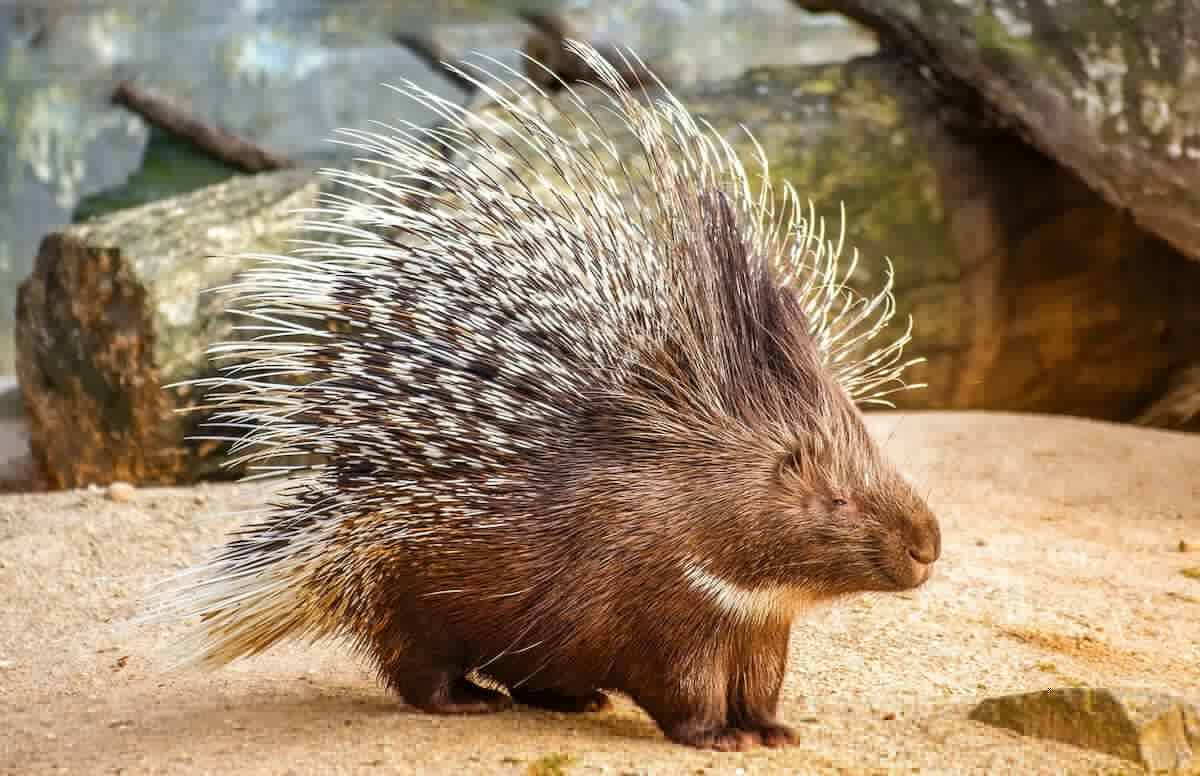 porcupines defend young