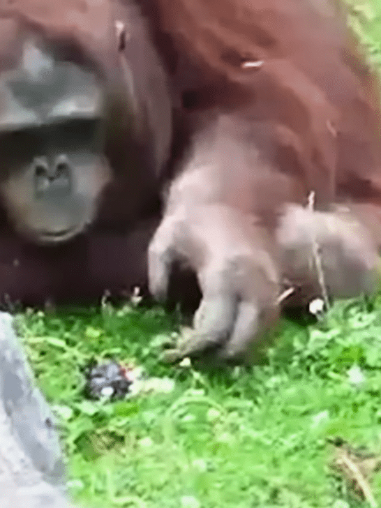 Orangutan Saves Little Drowning Bird