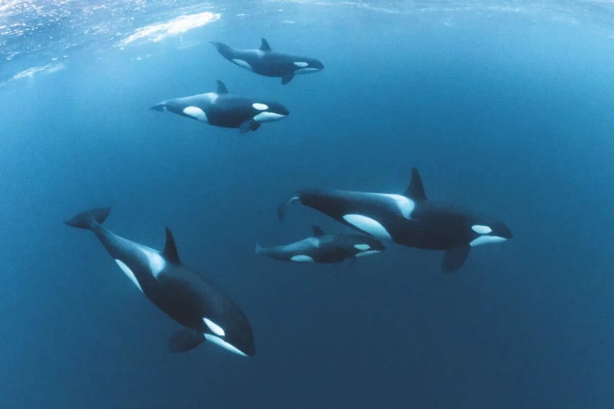 Orcas or killer whales hunting in pods