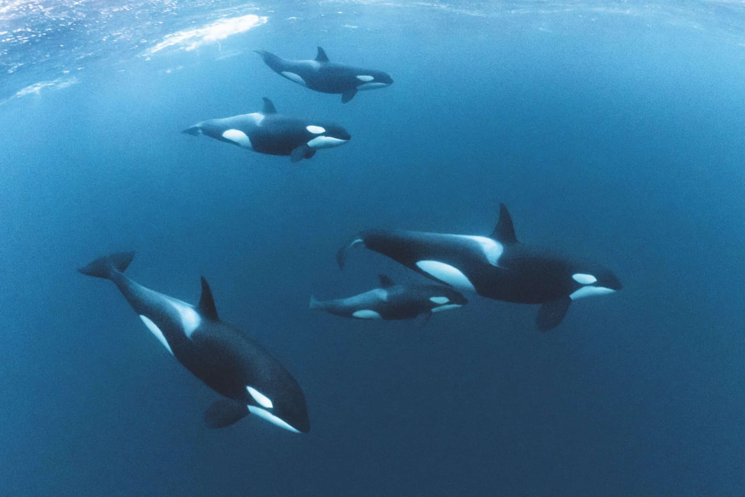 Orcas or killer whales hunting in pods