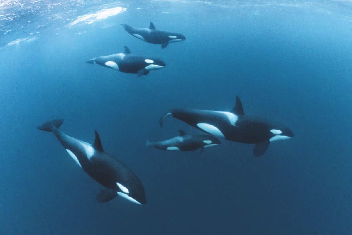 Orcas hunting in pods
