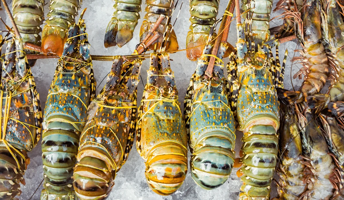 ornate lobsters