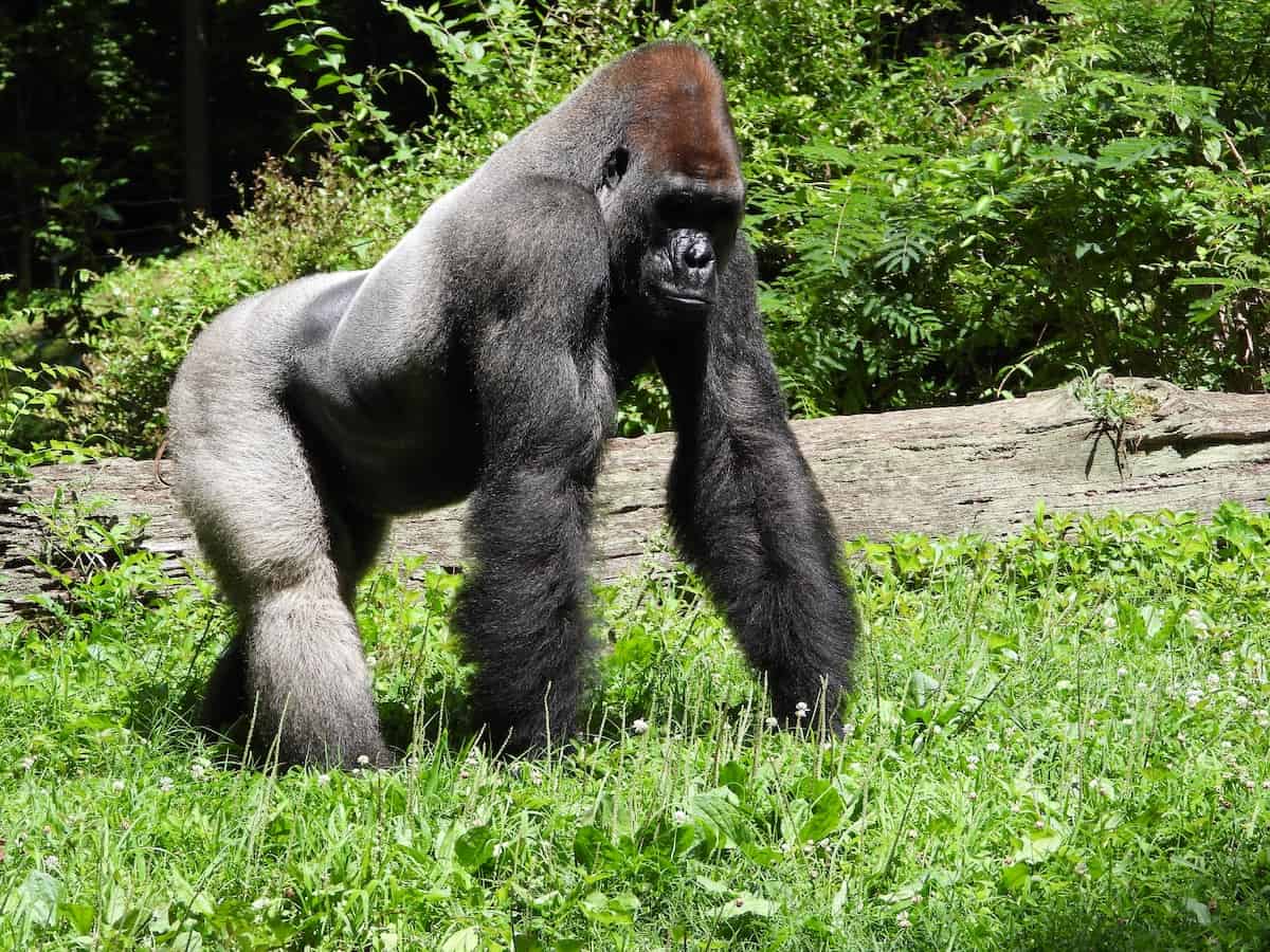 gorillas have drama