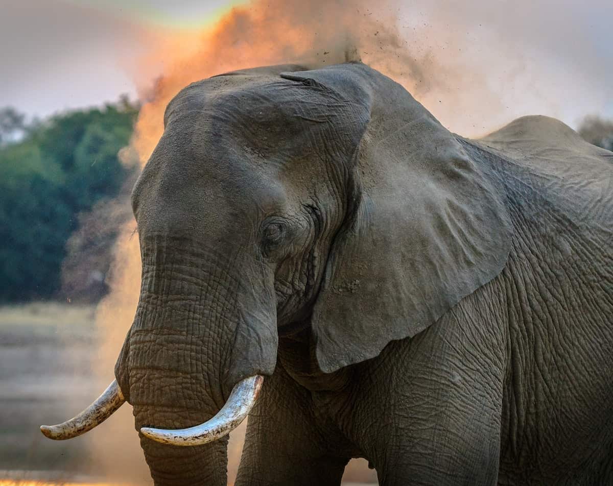 elephant plays drum