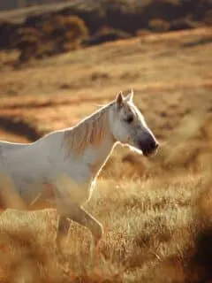 Horse walking in a field