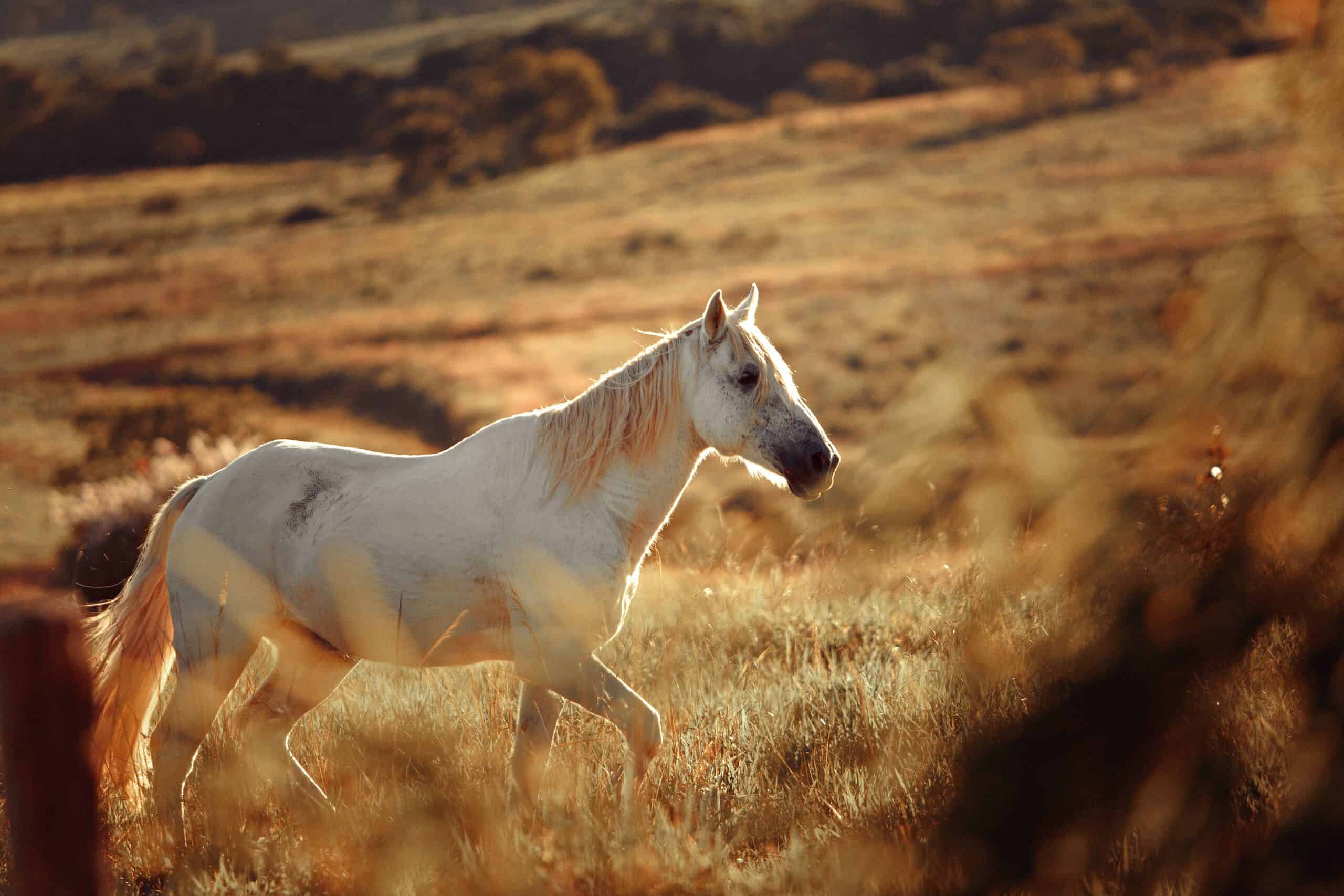 Horse walking in a field