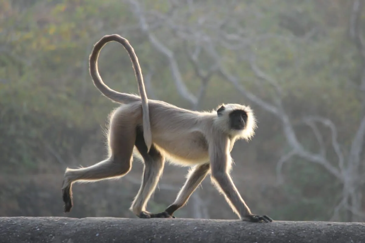 Langur monkey