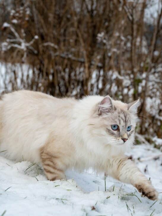 How Cold Winters in Minnesota Could Be Stressing Out Your Cat
