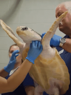 rare turtle rescued and returned to texas