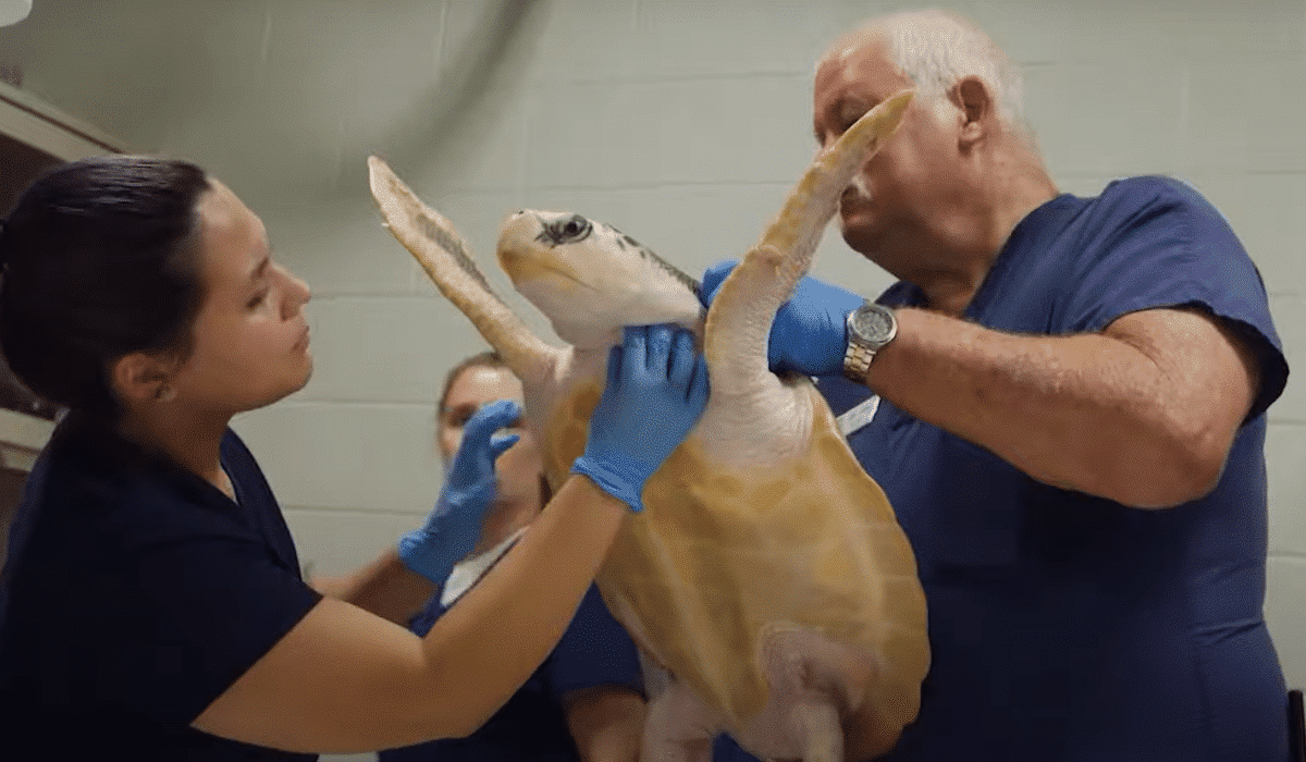 rare turtle rescued and returned to texas