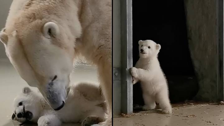 Polar Bear Cubs Taking Their First Steps