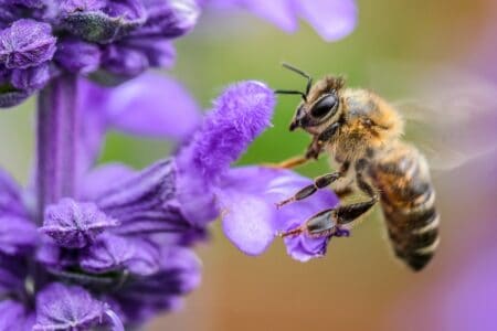 Why Do Dogs Eat Bees?