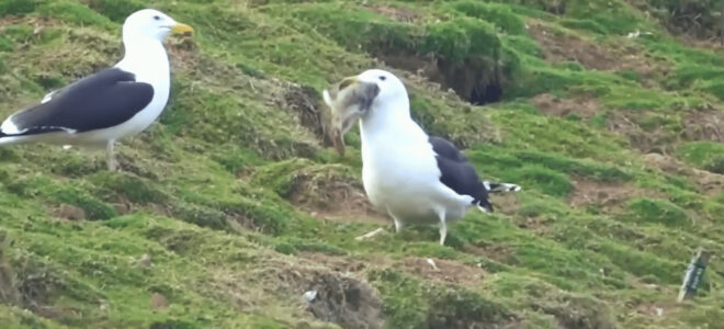 Seagull Swallows a Whole Rabbit on Welsh Island