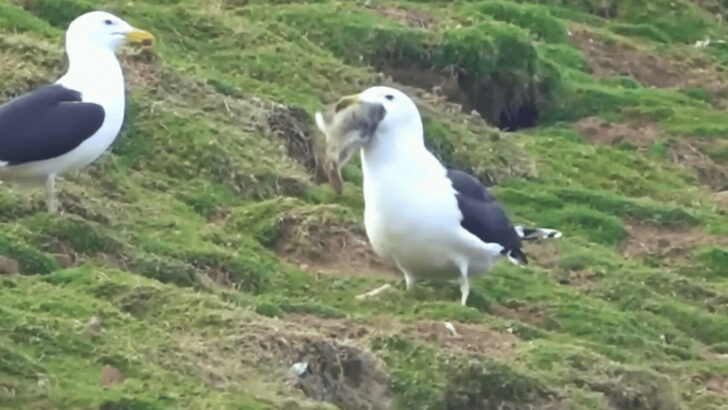 Seagull Swallows a Whole Rabbit on Welsh Island