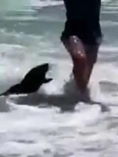 Seal Attacks Child