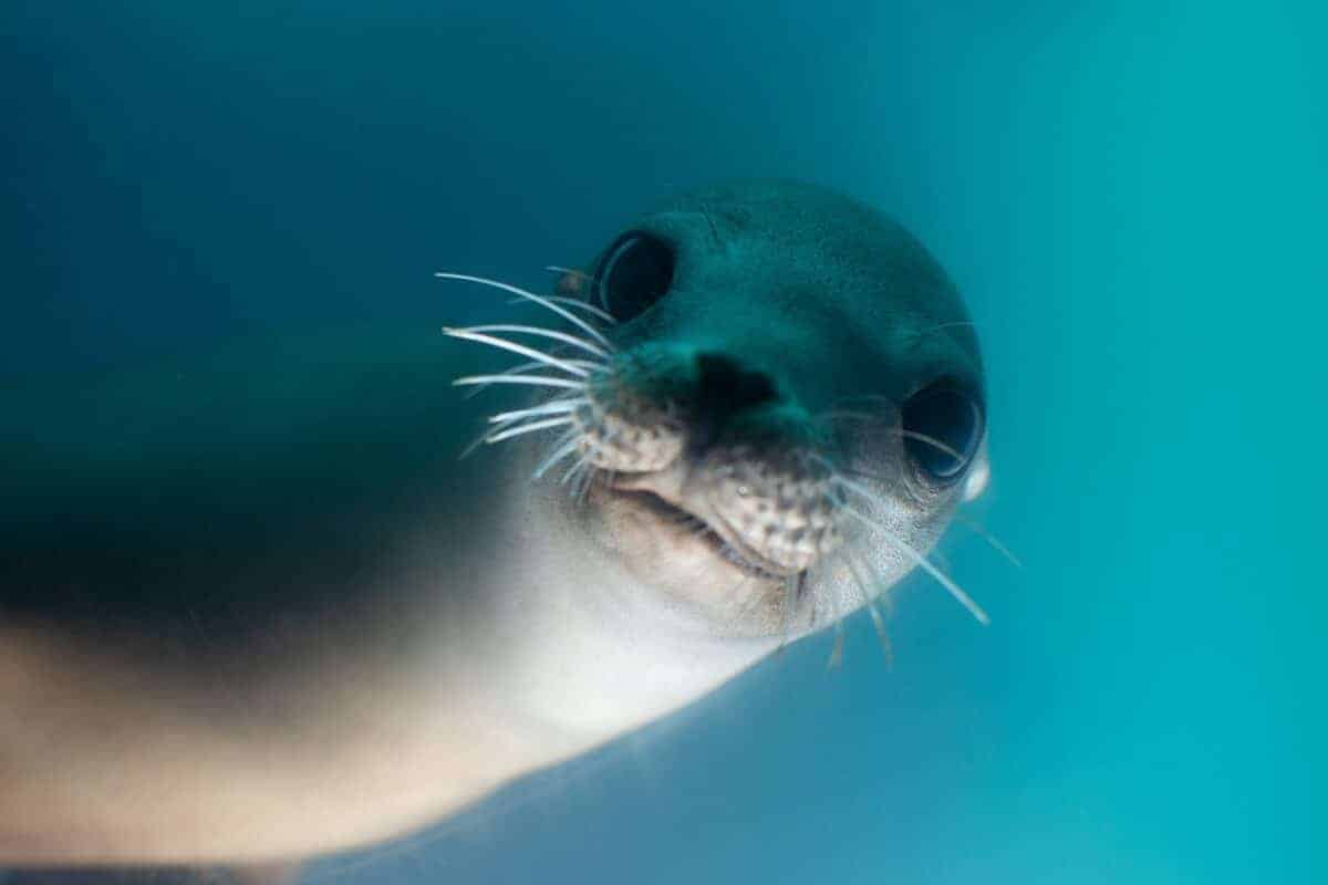 portrait of a seal