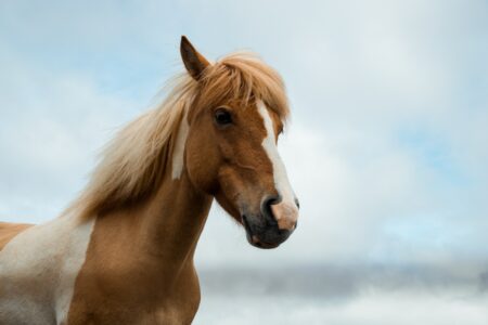 Horse Wins the Tour de France