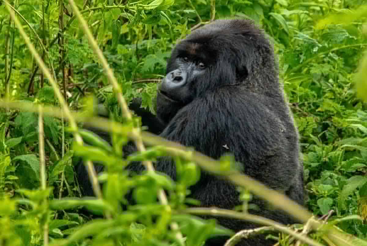 gorilla pets groundhog