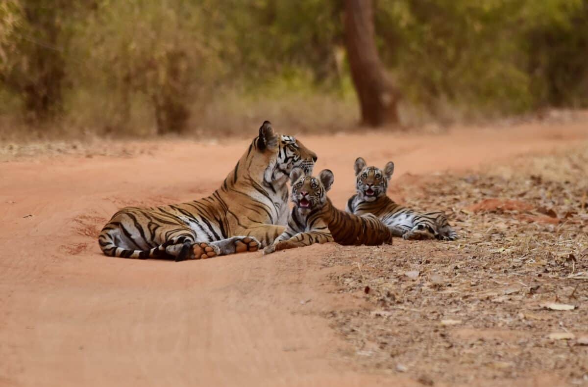 tiger with her cubs 