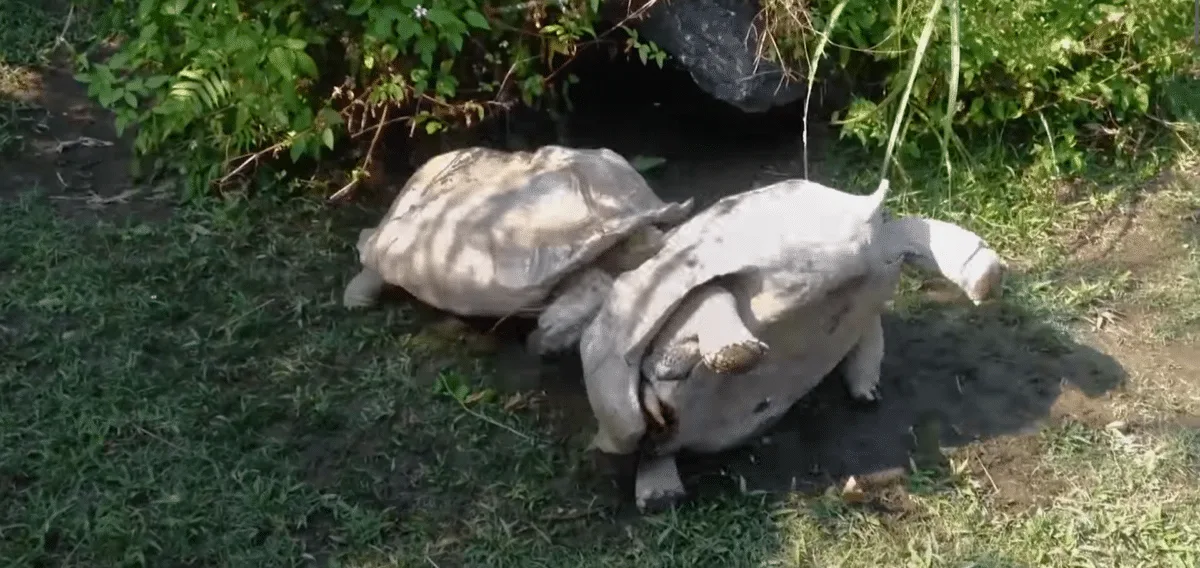 tortoise saves