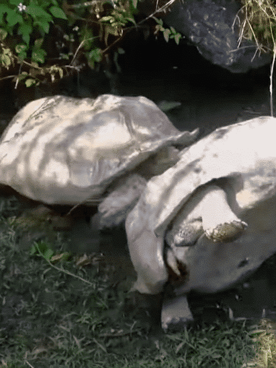 Tortoise Saves His Stuck BFF