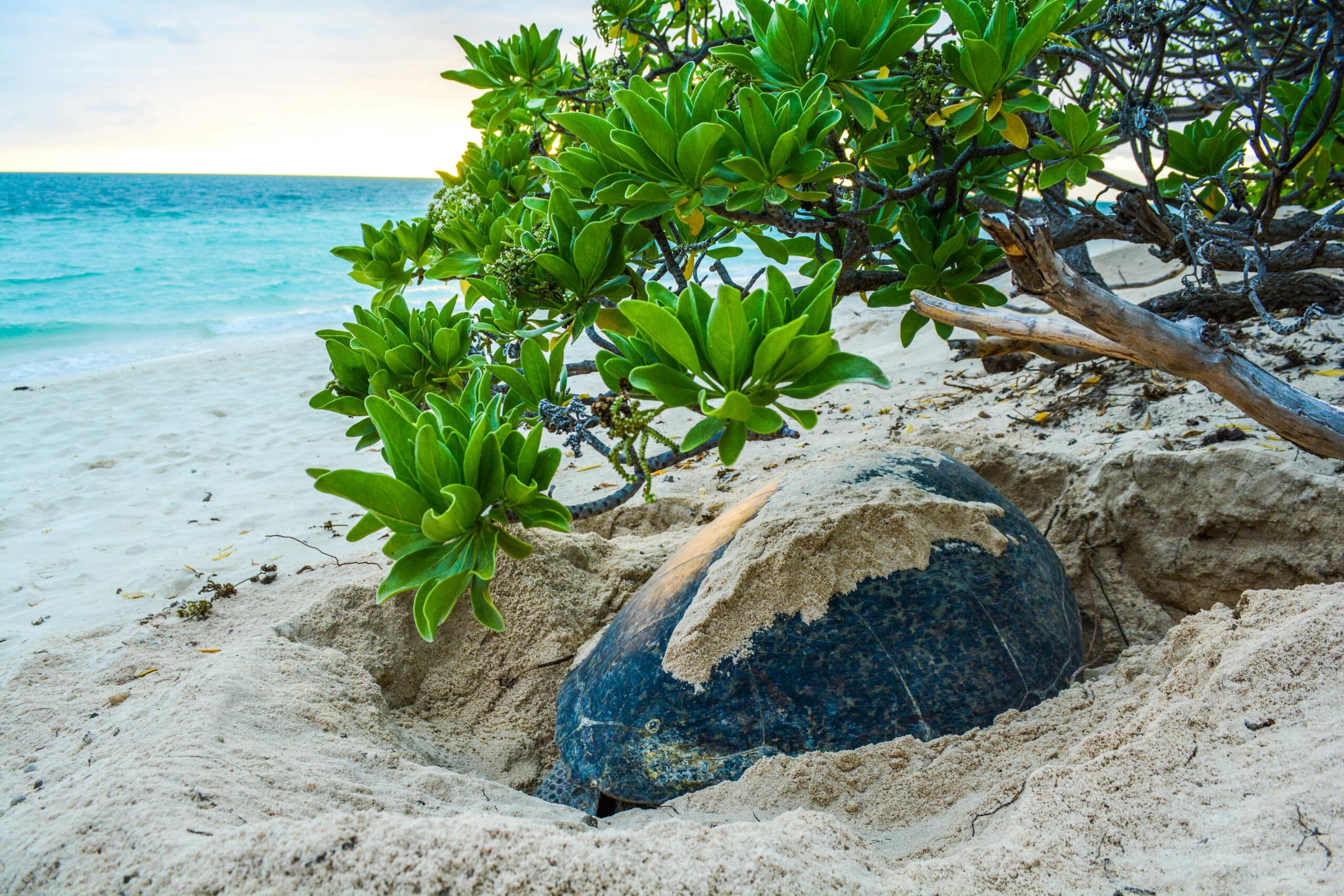 Turtle nesting beach