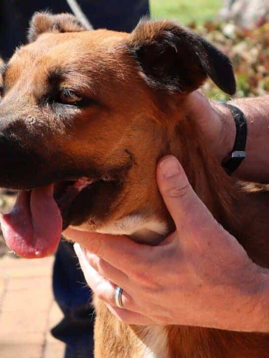 Brave Dog Wards Off Armed Robbers