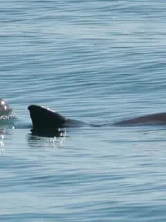 Vaquita pair swimming