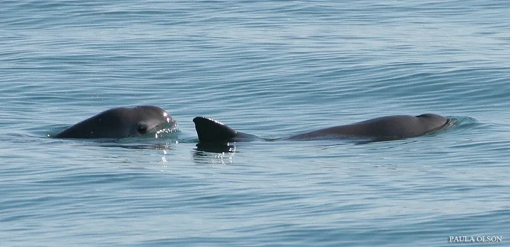 Vaquita pair swimming